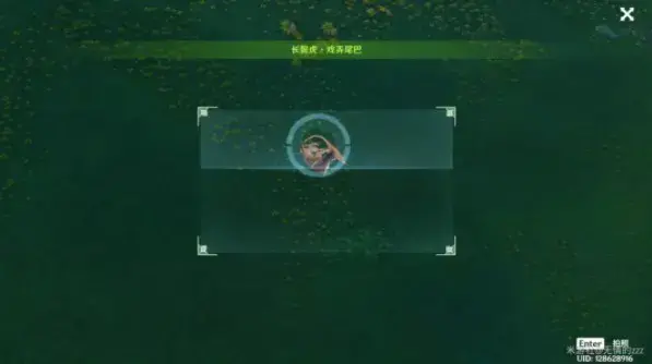 原长鬓角老虎逗尾巴的拍摄策略——如何拍摄长鬓角老虎逗尾巴 原长鬓角老虎逗尾巴的拍摄策略——如何拍摄长鬓角老虎逗尾巴