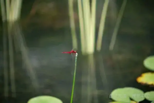 蜻蜓点水是蜻蜓在，蜻蜓点水对蜻蜓来说是什么意思