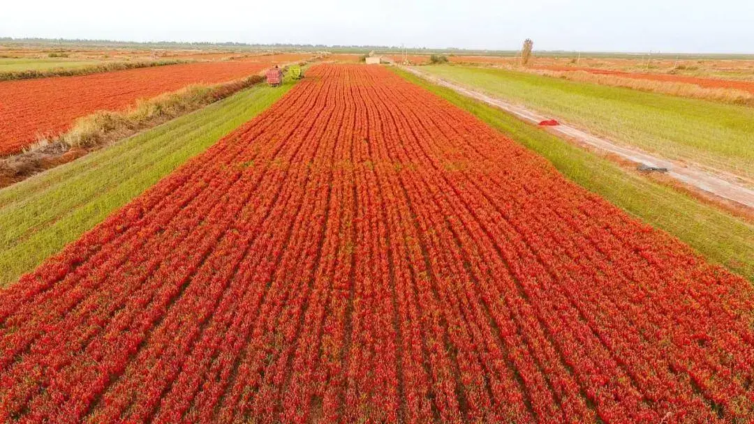 农场土地升级|小大农场（2024版）