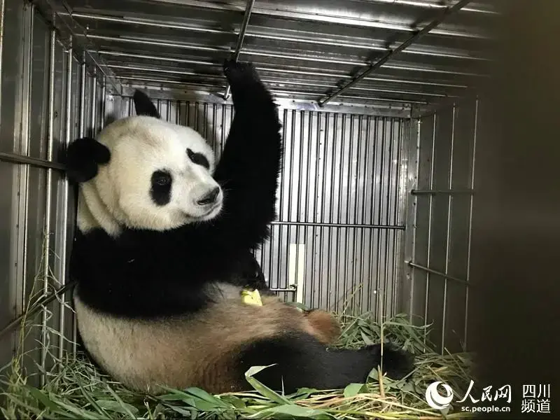 露塞提娅|丫子，你怎么是这个丫子？