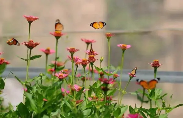 蜻蜓点水是蜻蜓在，蜻蜓点水对蜻蜓来说是什么意思