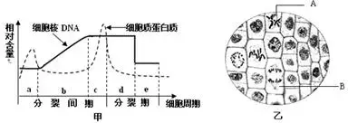 细胞分裂6修改器|《医学细胞生物学·湖北分校》学习笔记（一1）