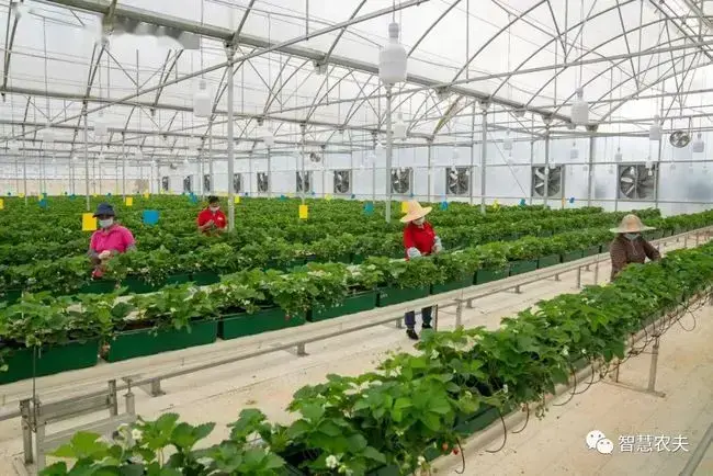 农场土地升级|“链爱生态”模式“链”有升级版“快乐农场”