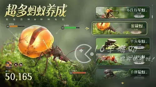 小小蚁国最强阵容，小小蚁国特化蚁最强搭配