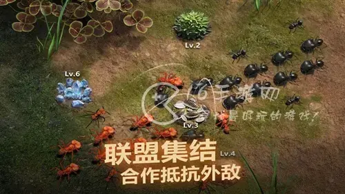 开局一只蚁vip价格表 满级vip需要多少钱