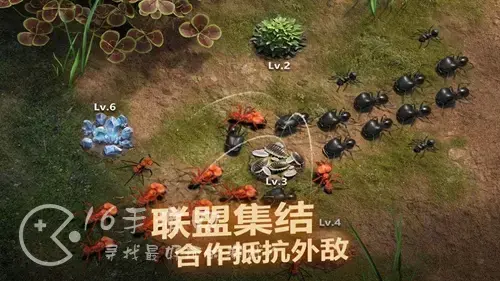 蚁族崛起新手阵容搭配，蚁族崛起最强阵容秘法搭配