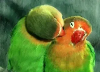 CorelPainter12中文 CorelPainter12中文