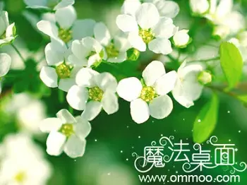 魔法桌面主题管理器