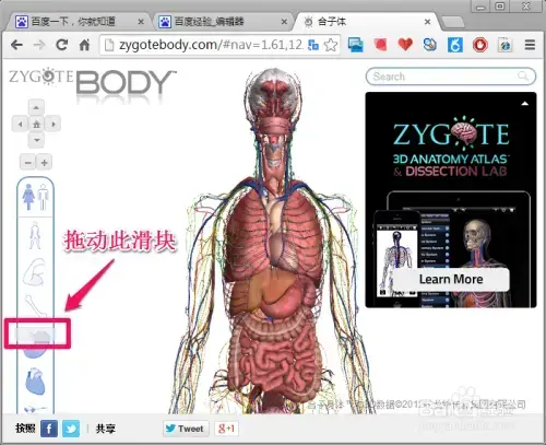 谷歌人体浏览器v39.0单机2024版 谷歌人体浏览器v39.0单机2024版