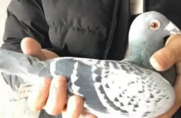 中鸽网