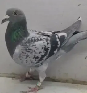 中鸽网 中鸽网
