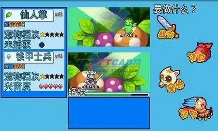 宠物王国5彩虹2024版 宠物王国5彩虹2024版