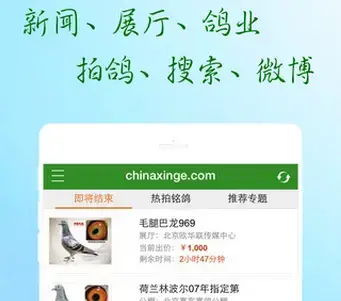 中国信鸽信息网app