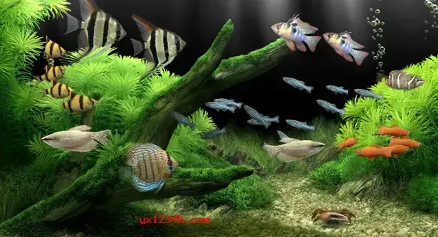 梦幻水族馆屏保