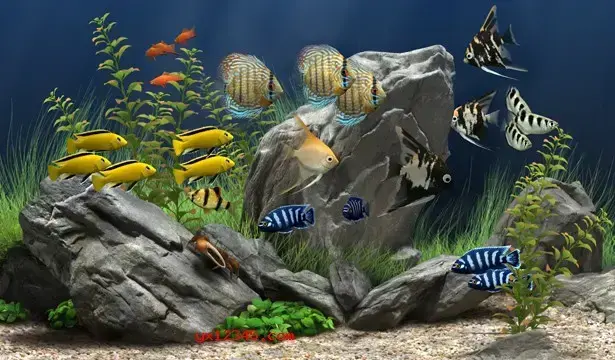 梦幻水族馆屏保