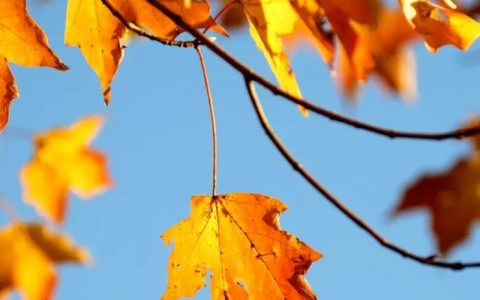 赞美秋天的现代诗歌有哪些（送给秋天的10首现代诗歌）