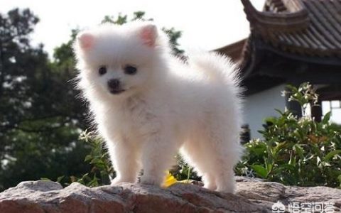 狗狗感冒了会自己好吗,狗狗感冒了,吃感冒冲剂能好吗