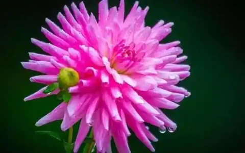 6月份是什么星座,6月份是什么星座女生