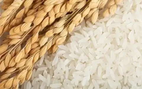 五常大米最贵多少钱一斤图片，黑龙江五常大米多少钱一斤