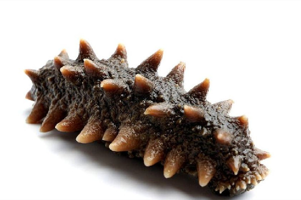 “国足海参”商标已被抢注 海参的营养价值及功效