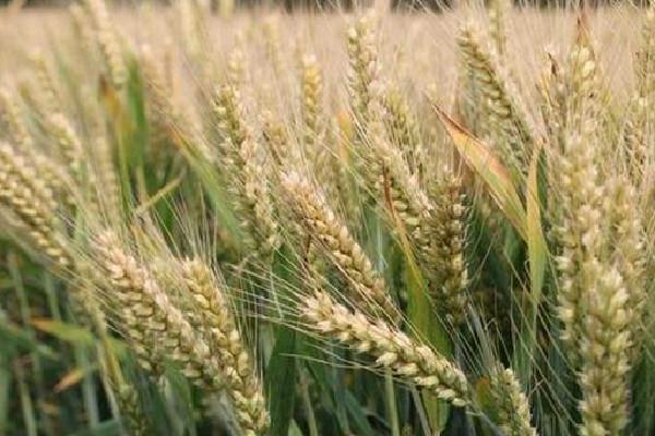 海关总署：允许俄罗斯全境小麦进口 小麦是什么时候传入中国的