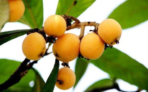 枇杷热量高吗会发胖吗(枇杷图片怎么吃法)