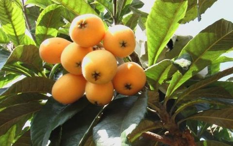 枇杷减肥怎么吃效果好(枇杷减肥的人能吃吗)