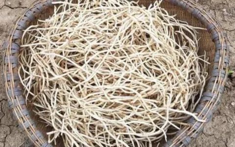 折耳根的其他名称(折耳根里面含有马兜铃酸吗)