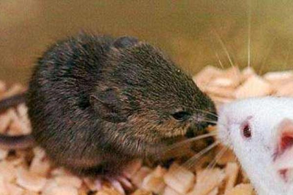 老鼠偷窃超市2千金币拖进老鼠洞 老鼠会爬到床上咬人吗