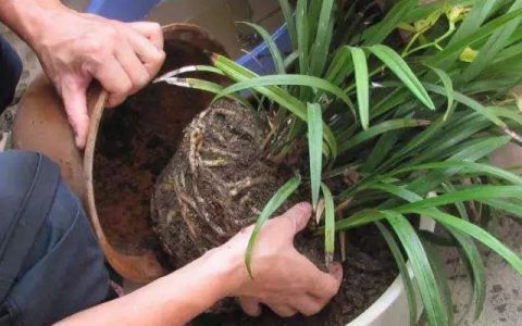 为什么我养什么花都爱烂根(不管种什么花放一把不烂根不黄叶)