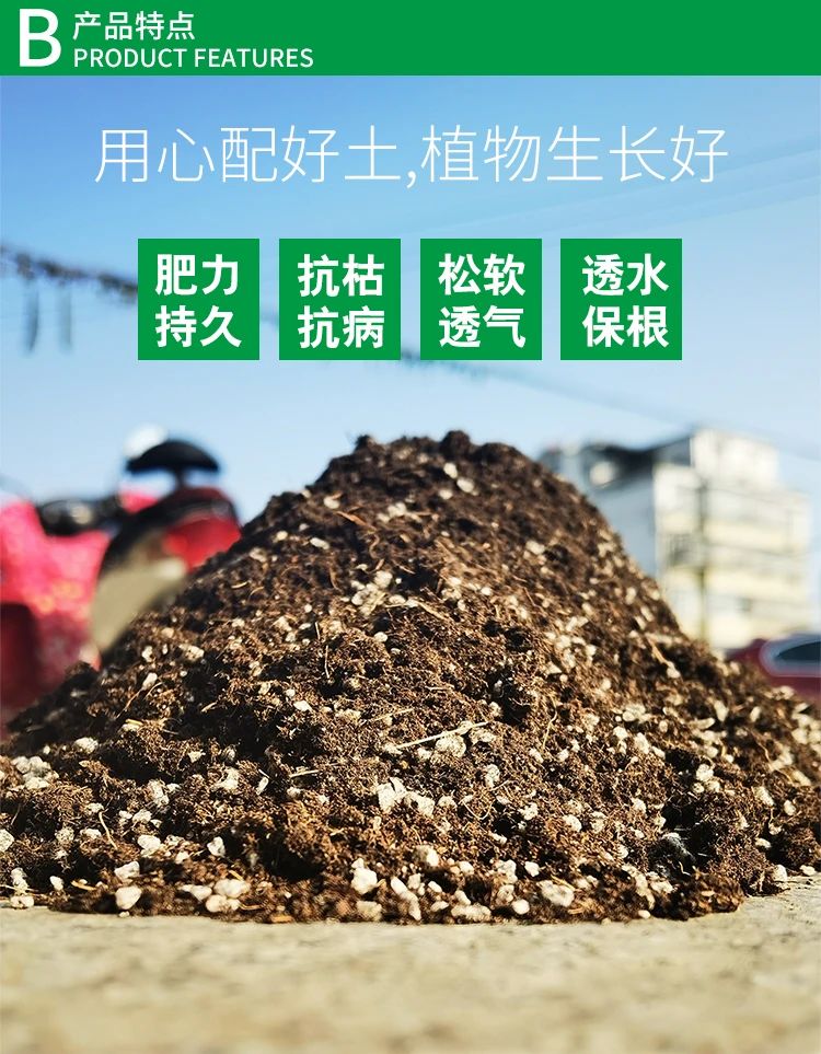 长寿花如何扦插生根最快(长寿花扦插成活怎么移栽)