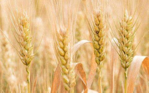 2021年中国进口俄罗斯小麦(为何俄罗斯要进口小麦)