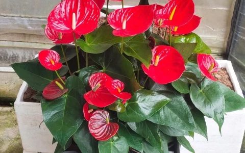 花期最长而且最好养的花(花期最长最好养的花)