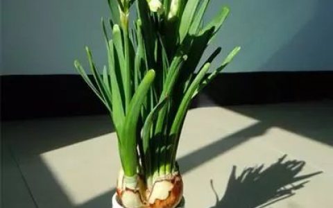 养花达人的养花小妙招(分享养花经验四种养花小妙招)