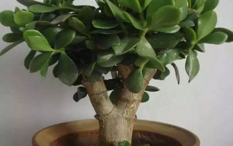 玉树怎么剪枝杆粗壮(玉树怎么重剪枝杆更粗)