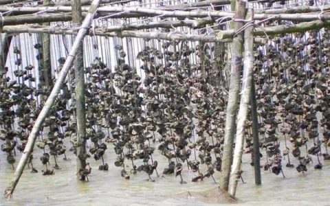 农民养殖它，人称男人的加油站，靠它年赚几十万