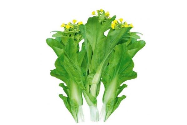 菜苔发苦是什么原因 菜苔发苦能吃吗 菜苔发苦是什么原因 菜苔发苦能吃吗