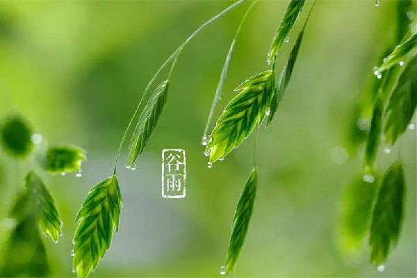 谷雨节气会下雨吗 谷雨节气下雨好还是不下雨好