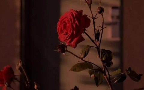 花的唯美文案，关于花的文案短句