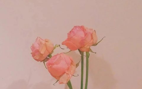 读书文案句子，关于读书的文案关于读书的