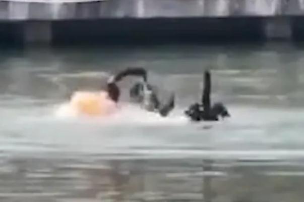 体育生游泳被黑天鹅吊打满背伤痕 黑天鹅会攻击人吗