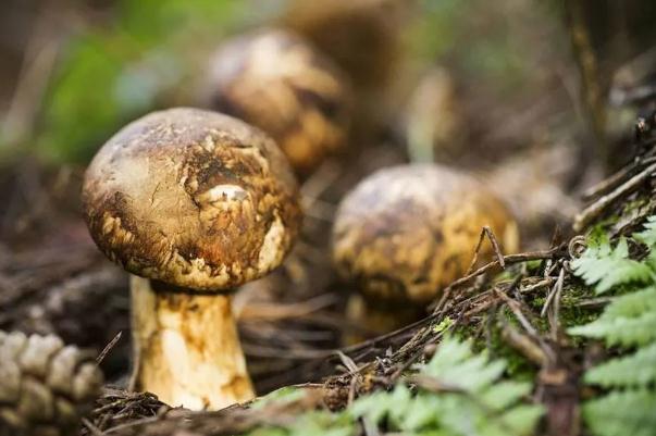 松茸是热性还是凉性的 松茸要煮多久才能吃