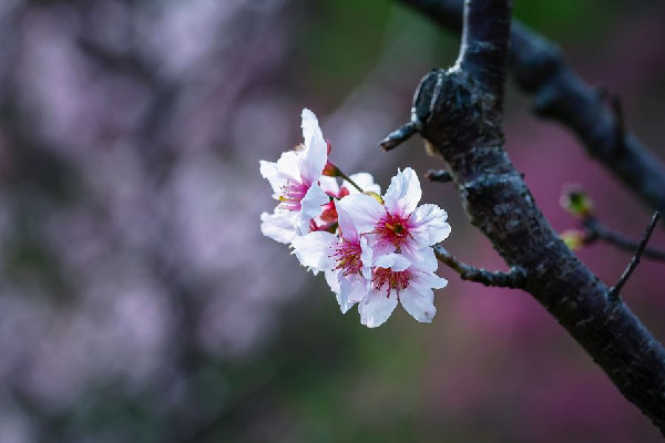 2022年樱花什么时候开 武汉樱花最佳观赏时间是什么时候 2022年樱花什么时候开 武汉樱花最佳观赏时间是什么时候