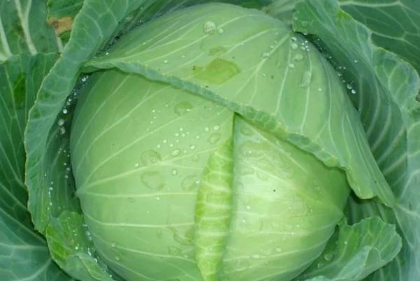卷心菜有哪几种 卷心菜会胀气吗