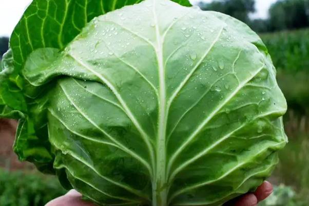 卷心菜有哪几种 卷心菜会胀气吗