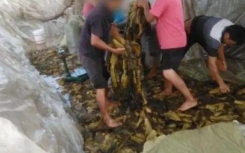 旗菜切业员工说，这个行业毁了多少天了，腌酸菜还能吃？