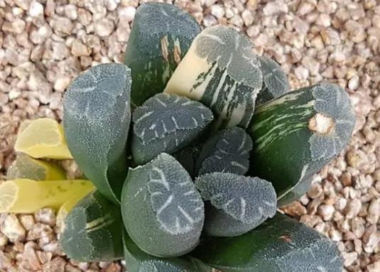 十大名贵多肉植物排行榜，霓虹灯玉露晶莹剔透、玉扇对环境要求高 第6张