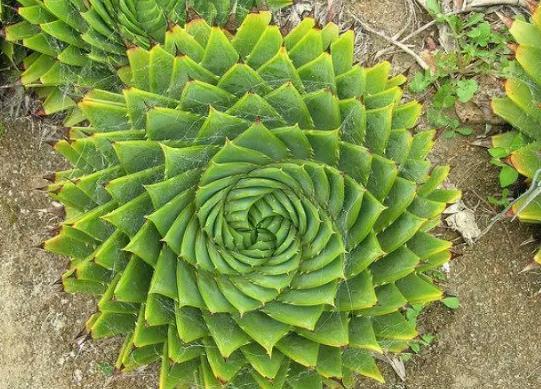 十大名贵多肉植物排行榜，霓虹灯玉露晶莹剔透、玉扇对环境要求高 第8张