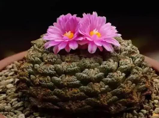 十大名贵多肉植物排行榜，霓虹灯玉露晶莹剔透、玉扇对环境要求高 第9张