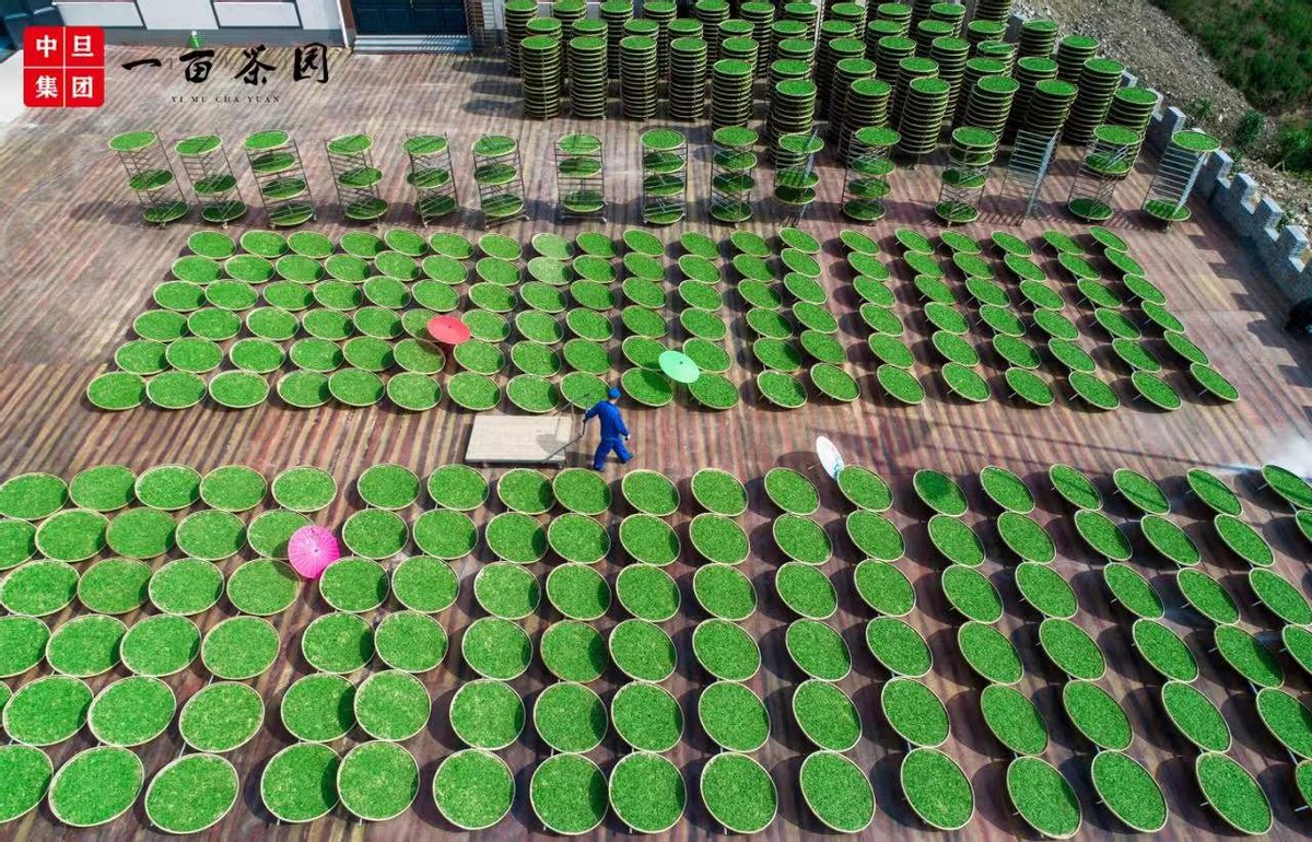 中旦一亩茶园：数字农业赋能乡村振兴迈向共同富裕